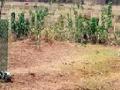झाडांना सलाईनचा आधार ! - Marathi News | Saline basis for trees! | Latest chandrapur News at Lokmat.com