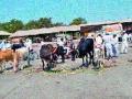 पशुधन विक्रीसाठी बाजारात - Marathi News | Market for livestock sale | Latest nashik News at Lokmat.com