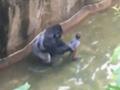 व्हिडिओ - चिमुरड्याला वाचवण्यासाठी गोरिलाला केलं ठार - Marathi News | Video - killed Gorilla to save Chimurah | Latest international News at Lokmat.com