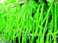 कोल्हापुरी मिरचीचा १२ लाखांचा ठसका - Marathi News | 12 lakhs of Kolhapuri pepper | Latest vasai-virar News at Lokmat.com
