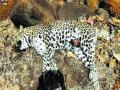 विषारी मांस खाल्ल्याने बिबट्याचा मृत्यू - Marathi News | Leopard death due to eating poisonous meat | Latest maharashtra News at Lokmat.com