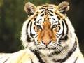 सह्याद्री व्याघ्र प्रकल्पातील ‘वाघ’च गायब - Marathi News | 'Tiger' missing from Sahyadri Tiger Reserve project | Latest sangli News at Lokmat.com