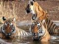 वाघाचे ४० मृत बछडे आढळले - Marathi News | 40 dead flocks of tigers found | Latest national News at Lokmat.com
