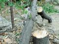 महाराज बागेतील चंदनाची झाडे चोरीस - Marathi News | Steal the sandalwood trees in the garden | Latest nagpur News at Lokmat.com
