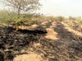 वनविभागाच्या नर्सरीला आग - Marathi News | Fire in forest department nursery | Latest vardha News at Lokmat.com