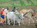 ४ लाख ६० हजार हेक्टर क्षेत्रावर होणार खरीप पेरणी - Marathi News | Kharif sowing will be done on 4 lakh 60 thousand hectare area | Latest chandrapur News at Lokmat.com