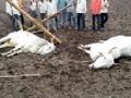 वीज तारांच्या स्पर्शाने बैलजोडी ठार - Marathi News | Electricity kills the bullocks with the touch of the wires | Latest vardha News at Lokmat.com