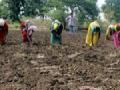 केवळ ३४ हजार हेक्टरवर पेरणी - Marathi News | Sowing only 34 thousand hectares | Latest yavatmal News at Lokmat.com