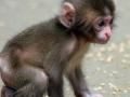 रेल्वे पोलिसांनी दिले माकडाच्या पिलांना जीवदान - Marathi News | Railway police gave life to the parents of the monkeys | Latest maharashtra News at Lokmat.com