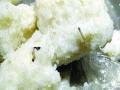 शालेय पोषण आहारात अळ्या - Marathi News | Larvae in school nutrition | Latest thane News at Lokmat.com