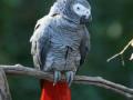 कदाचित... हा पोपट बनणार खुनाचा साक्षीदार - Marathi News | Perhaps ... this parrot will become a murderer | Latest international News at Lokmat.com
