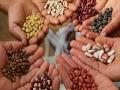 बियाण्यांचे ७६६ नमुने अपात्र - Marathi News | 766 samples of seeds ineligible | Latest maharashtra News at Lokmat.com