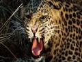 बिबट्याच्या हल्ल्यात युवक जखमी - Marathi News | Youth injured in leopard attack | Latest akola News at Lokmat.com