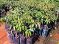 आज लागणार नऊ लाख रोपटे - Marathi News | Nine lakh saplings to be started today | Latest gondia News at Lokmat.com