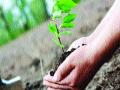 वृक्षलागवड झाली लक्षाधीश! - Marathi News | Lakshadgapar tree was planted! | Latest maharashtra News at Lokmat.com