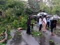 जोरदार पावसामुळे ४५ झाडे कोसळली - Marathi News | Heavy rains caused 45 trees to collapse | Latest maharashtra News at Lokmat.com