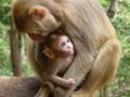 वन कर्मचा-यांना चुकवताना माकडाचा खाली पडून मृत्यू - Marathi News | Monkey falls down after he misses forest staff | Latest maharashtra News at Lokmat.com