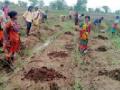 हळद लागवड... - Marathi News | Turmeric planting ... | Latest chandrapur News at Lokmat.com