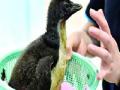 कृत्रिम गर्भधारणेतून पेंग्विनचा जन्म - Marathi News | The birth of penguins due to artificial pregnancy | Latest international News at Lokmat.com