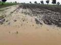 पाच हजार एकरांतील पीक नष्ट - Marathi News | Five thousand acres of crop destroyed | Latest amravati News at Lokmat.com