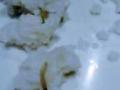 प्रसादात निघाल्या अळ्या - Marathi News | The larvae that went in the process | Latest amravati News at Lokmat.com