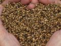 बोगस बियाणे विकणाऱ्या कंपनीकडून कृषी अधिकाऱ्याला धमकी - Marathi News | The Agriculture Officer threatens to sell bogus seeds | Latest maharashtra News at Lokmat.com