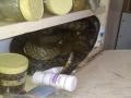 दवाखान्यात आला साप... - Marathi News | The snake came to the hospital ... | Latest maharashtra News at Lokmat.com