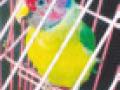 वन विभागाने पकडले २१ पोपट - Marathi News | Forest Department captured 21 parrots | Latest nagpur News at Lokmat.com