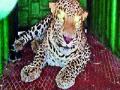 काठापूरला बिबट्या जेरबंद - Marathi News | Leopard Jeriband in Kathapur | Latest pune News at Lokmat.com