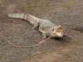 VIDEO...अजगराला पाहुणचार तर मगरीची सर्कस ! - Marathi News | VIDEO ... Ajagara hospitality Crocodile circus! | Latest maharashtra News at Lokmat.com