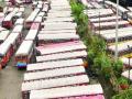 अकार्यक्षम परिवहन व्यवस्थापक चले जाव - Marathi News | Disabled Transportation Manager | Latest maharashtra News at Lokmat.com