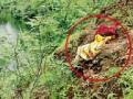 धामणगावच्या जंगलात आढळले युवतीचे कपडे - Marathi News | Maiden clothes found in the forest of Dhamangaon | Latest amravati News at Lokmat.com