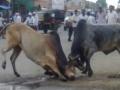 शेलूबाजार चौकात वळूची तिसऱ्यांदा झुंज - Marathi News | Bull battles third time in Chalbaajaar square | Latest maharashtra News at Lokmat.com