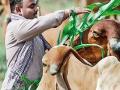 इंजिनिअर आणि देशी गाय - Marathi News | Engineer and native cow | Latest oxygen News at Lokmat.com