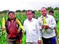 ओसाड माळरानावर अमेरिकन गोड मक्याची शेती - Marathi News | American sweet corn farming on waste landscaping | Latest nashik News at Lokmat.com