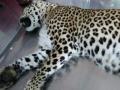 आजारी अवस्थेत आढळलेल्या बिबट्याचा मृत्यू - Marathi News | Death of a leopard in a sick condition | Latest maharashtra News at Lokmat.com