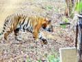 ‘तो’ थकला, व्याकूळ झाला होता... - Marathi News | 'He' was tired, disturbed ... | Latest nagpur News at Lokmat.com