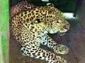 मानोलीमध्ये बिबट्या जेरबंद - Marathi News | Leopard in Manoli | Latest nashik News at Lokmat.com