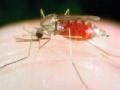 ६६९ गावे मलेरियाग्रस्त - Marathi News | 66 9 villages have malaria affected | Latest gadchiroli News at Lokmat.com