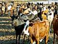 पशुधन विमा पंधरवडा होणार साजरा - Marathi News | Livestock Insurance will be celebrated in Pune | Latest gadchiroli News at Lokmat.com