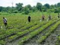 तण वाढले : - Marathi News | Weeds increased: | Latest yavatmal News at Lokmat.com