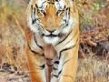 ‘जय’ चा ४०० गावांत शोध - Marathi News | Search of 'Jay' in 400 villages | Latest nagpur News at Lokmat.com