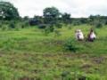 गावालगतच चराई : - Marathi News | Grazing pasture | Latest vardha News at Lokmat.com