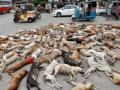 पाकिस्तानात 700 भटक्या कुत्र्यांची हत्या - Marathi News | 700 dreaded dogs murdered in Pakistan | Latest international News at Lokmat.com