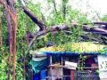 डोंबिवलीत चाळीवर झाड कोसळून ६ जण जखमी - Marathi News | 6 people injured in tree collapse in Dombivli | Latest maharashtra News at Lokmat.com