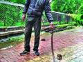 शेवगेदारणा येथे सहा फुटी नाग पकडला - Marathi News | Shevgeedarana caught a six-foot snake | Latest nashik News at Lokmat.com