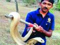सापांबाबत आजही अनेक गैरसमज - Marathi News | Many misconceptions about snakes today | Latest raigad News at Lokmat.com