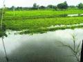 शेतामध्ये पाणी साचून पिकांचे नुकसान - Marathi News | Water damage the crops in the field | Latest buldhana News at Lokmat.com