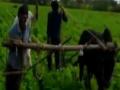 VIDEO : डवरणीसाठी बैलाच्या जागी शेतकरी! - Marathi News | VIDEO: Farmer in place of bullock carriage! | Latest vashim News at Lokmat.com