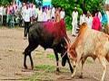 बैलांच्या झुंजीचा पिंपळगावला थरार - Marathi News | Pimpalagaw Thunder | Latest pune News at Lokmat.com